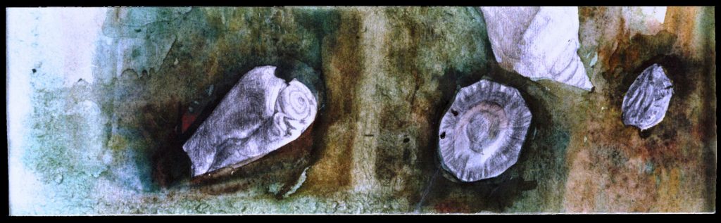 SEA SHELLS Watercolor 100X50 2000 by Nikos Stratakis