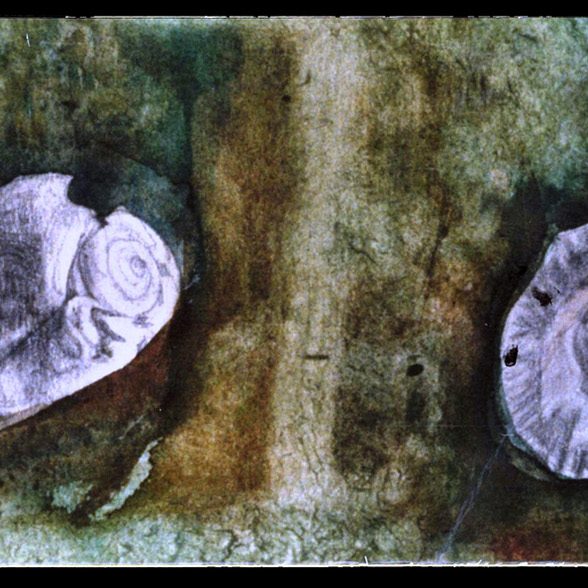 SEA SHELLS Watercolor 100X50 2000 by Nikos Stratakis